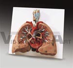 Lungs with Heart Anatomical Model